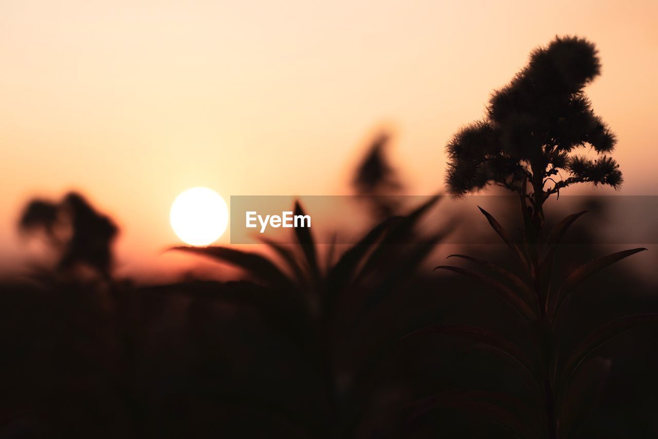 CLOSE-UP OF SILHOUETTE PLANT AGAINST ROMANTIC SKY