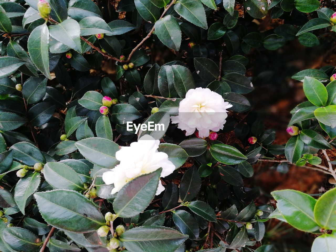 WHITE FLOWERS BLOOMING OUTDOORS