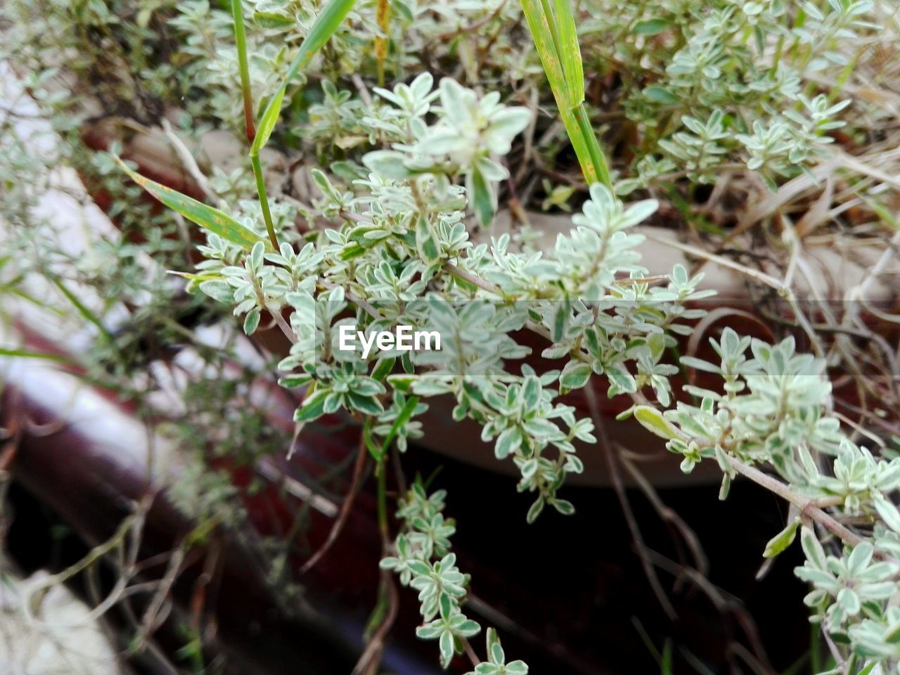 CLOSE-UP OF FRESH PLANTS