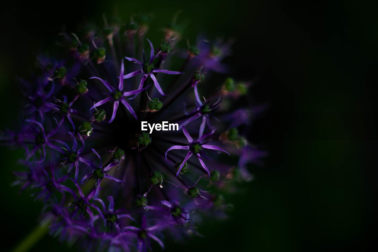 Close-up of purple flowers