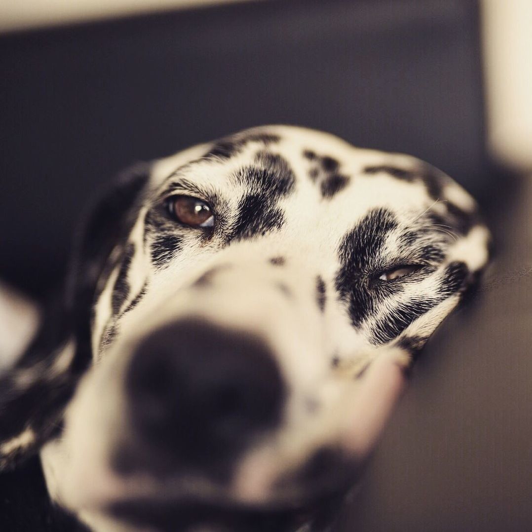 CLOSE-UP PORTRAIT OF PUG