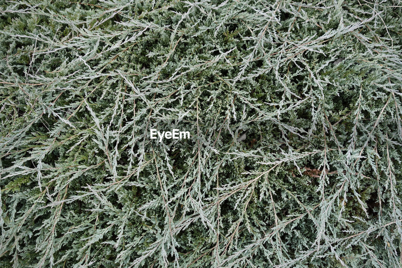 FULL FRAME SHOT OF FROZEN PLANT ON FIELD