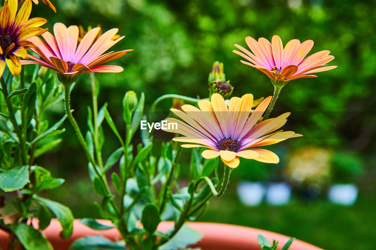 close-up of pink cosmos flower