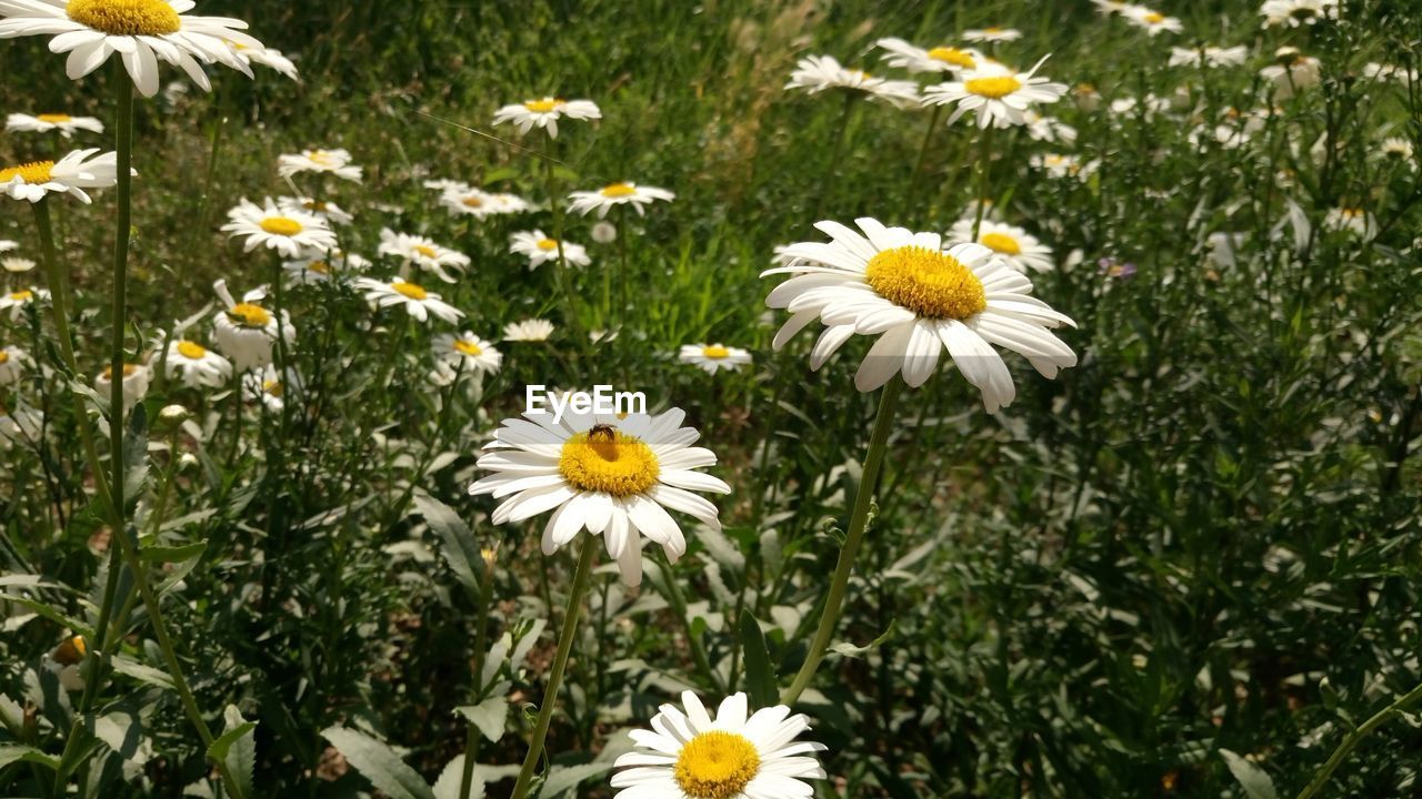 Close-up of white daisy flowers