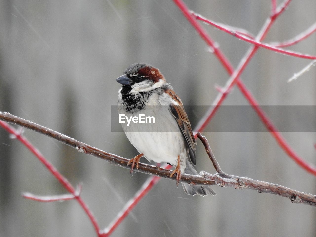 CLOSE-UP OF A BIRD PERCHING ON BRANCH