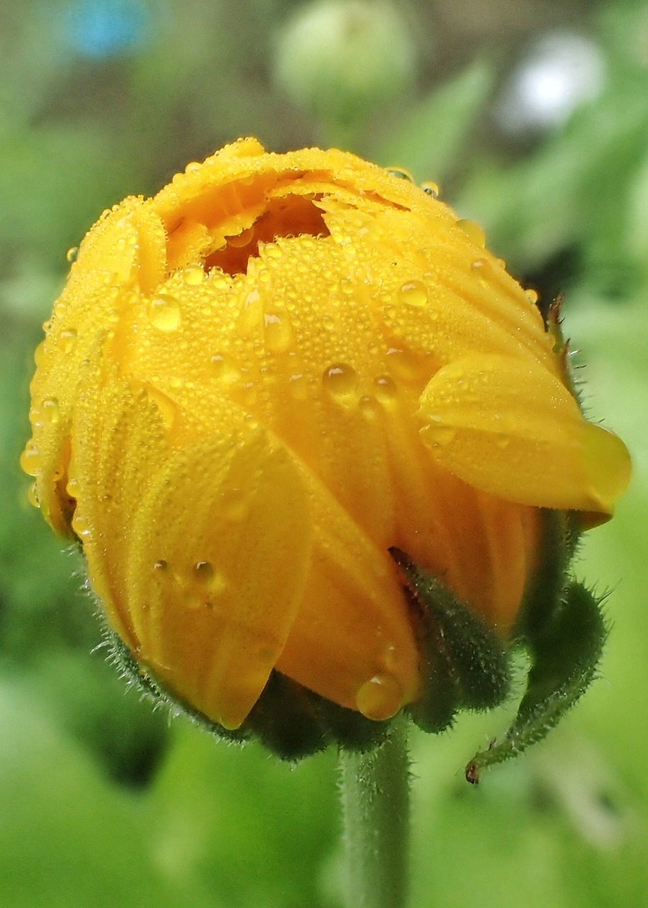 CLOSE-UP OF WET YELLOW FLOWER ON PLANT
