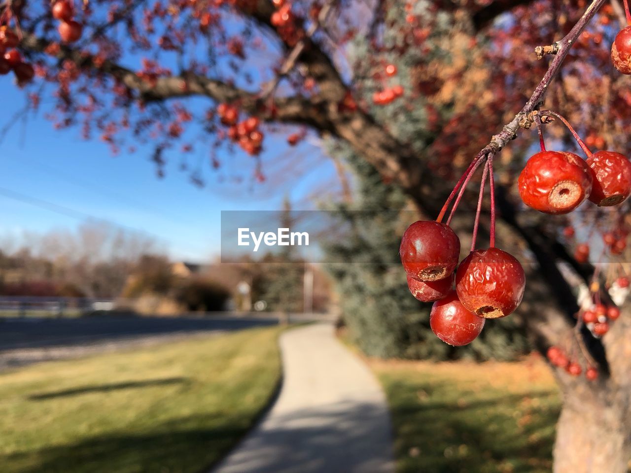 CLOSE-UP OF CHERRIES ON BRANCH