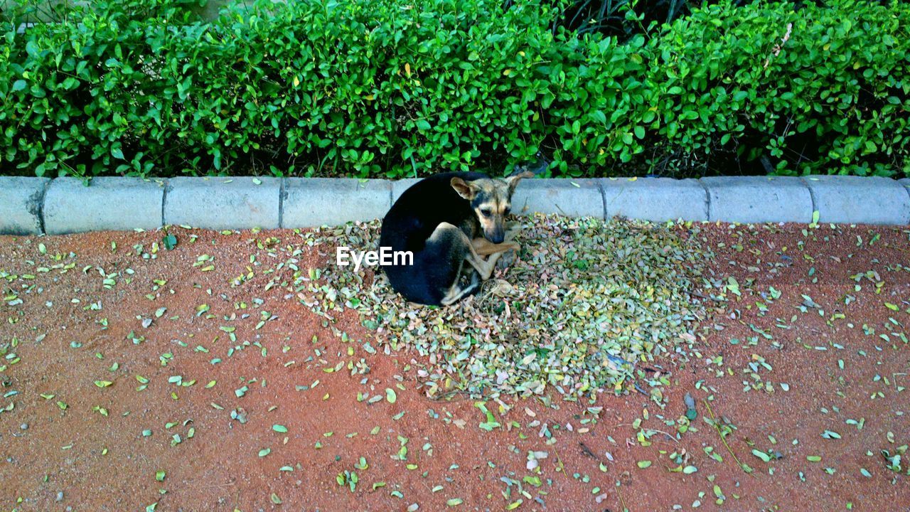 Portraits- close-up of stray dog on grass