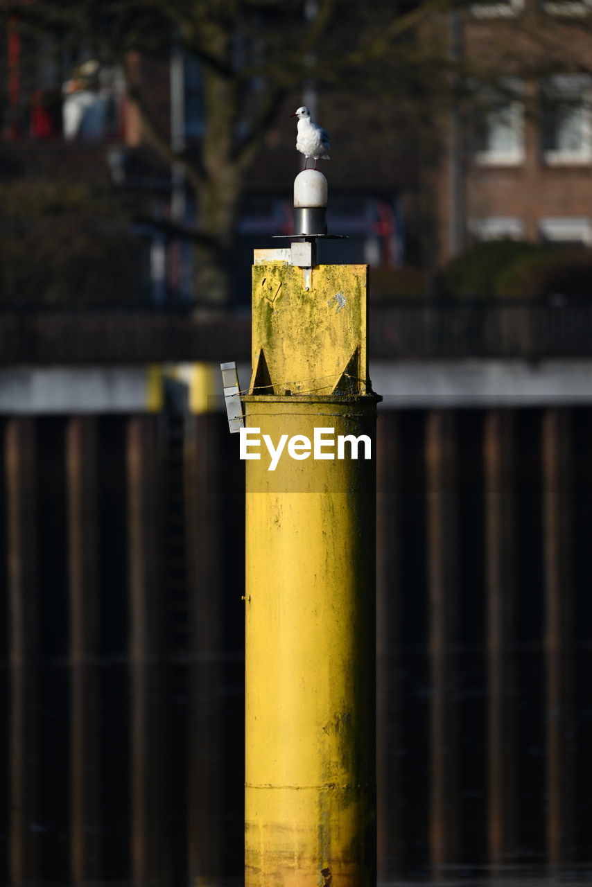 yellow, metal, architecture, no people, focus on foreground, light, wood, lighting, built structure, outdoors, green, day, pipe - tube, close-up, building exterior, iron, industry