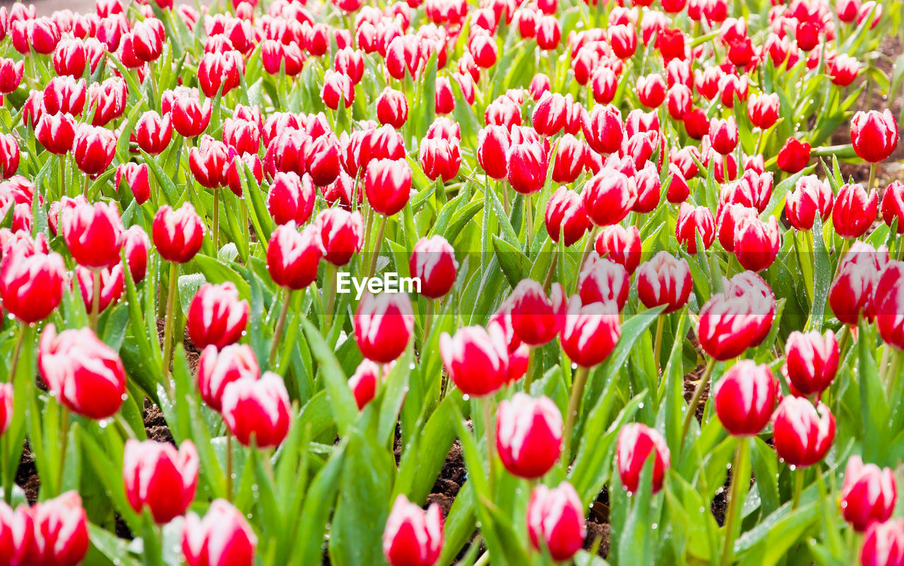 High angle view red tulip flowers blooming in park