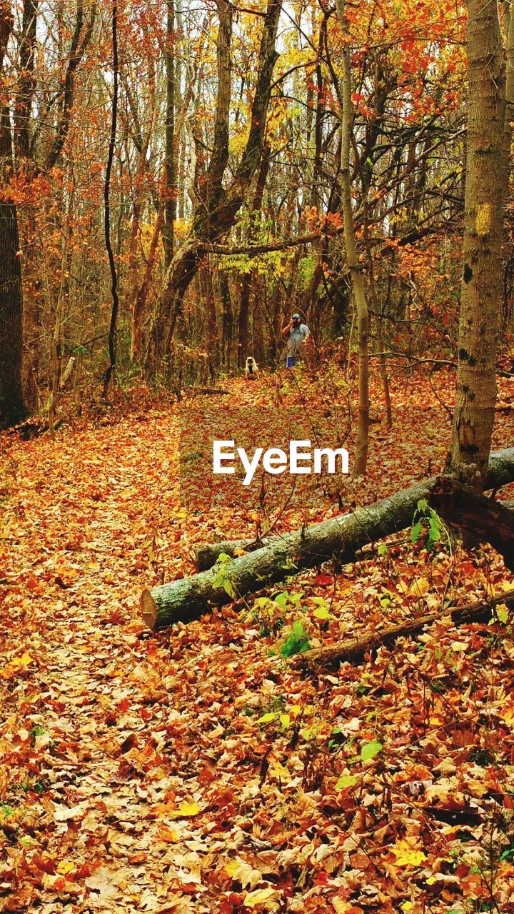 FALLEN LEAVES ON TREE TRUNK