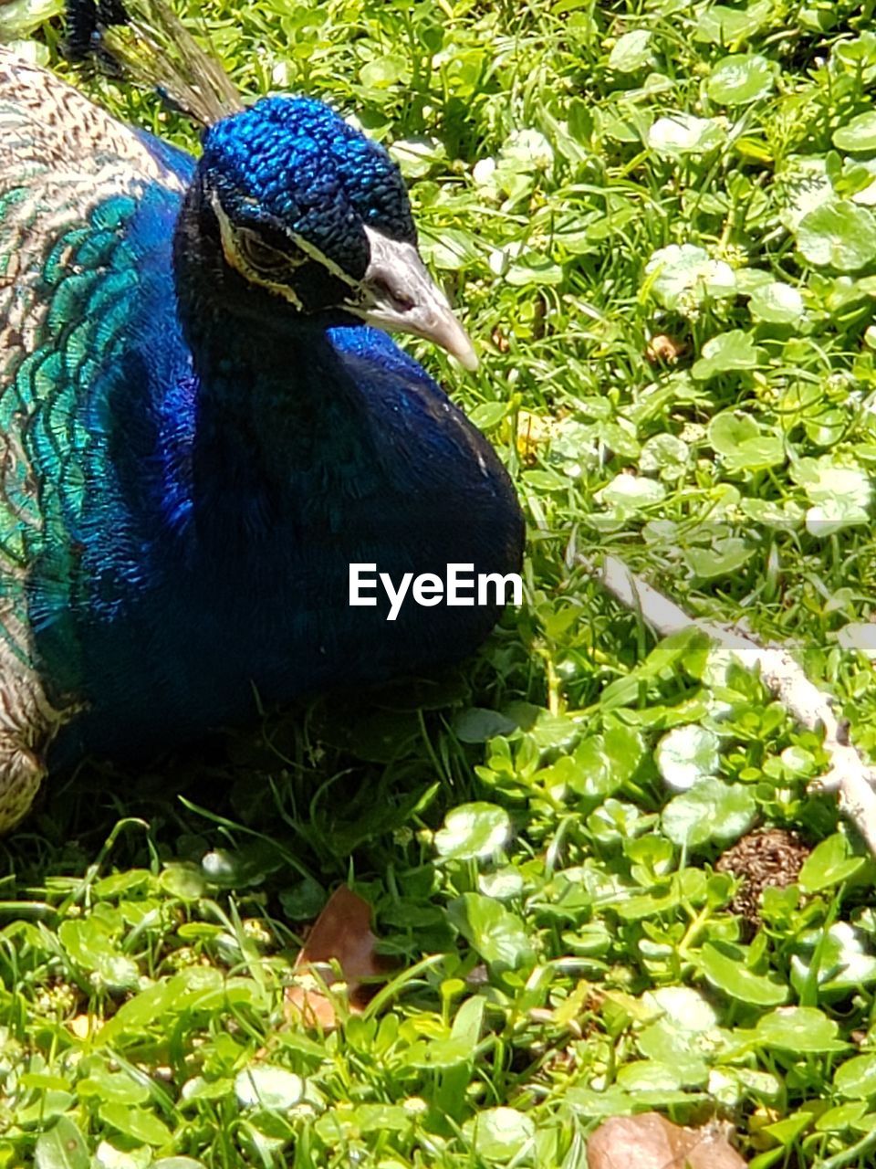 HIGH ANGLE VIEW OF A PEACOCK