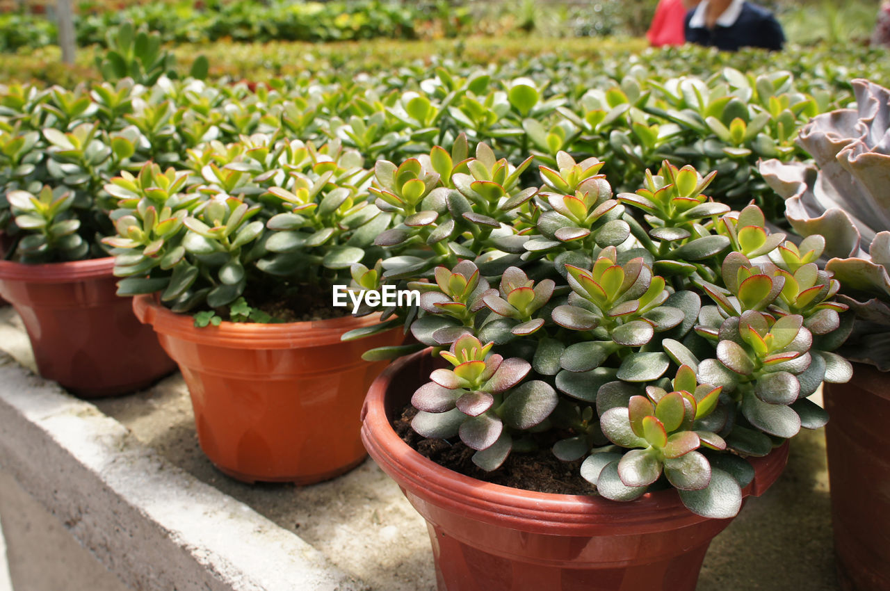 POTTED PLANTS IN POT