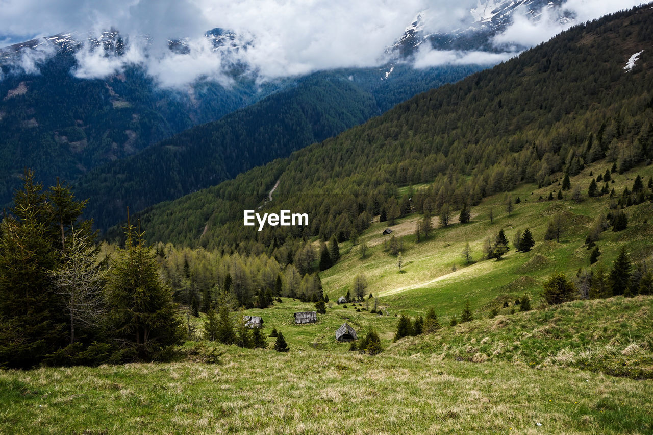 Scenic view of trees on field against sky