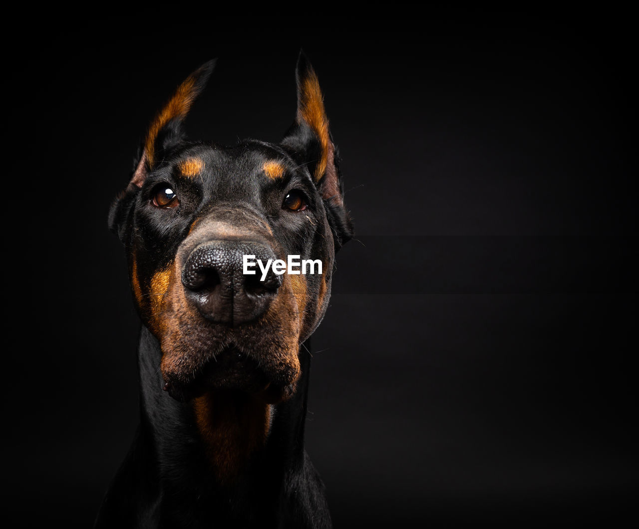 Portrait of a doberman dog on an isolated black background. studio shot, close-up.
