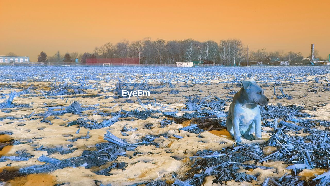 HORSE ON FROZEN LAKE AGAINST SKY DURING WINTER