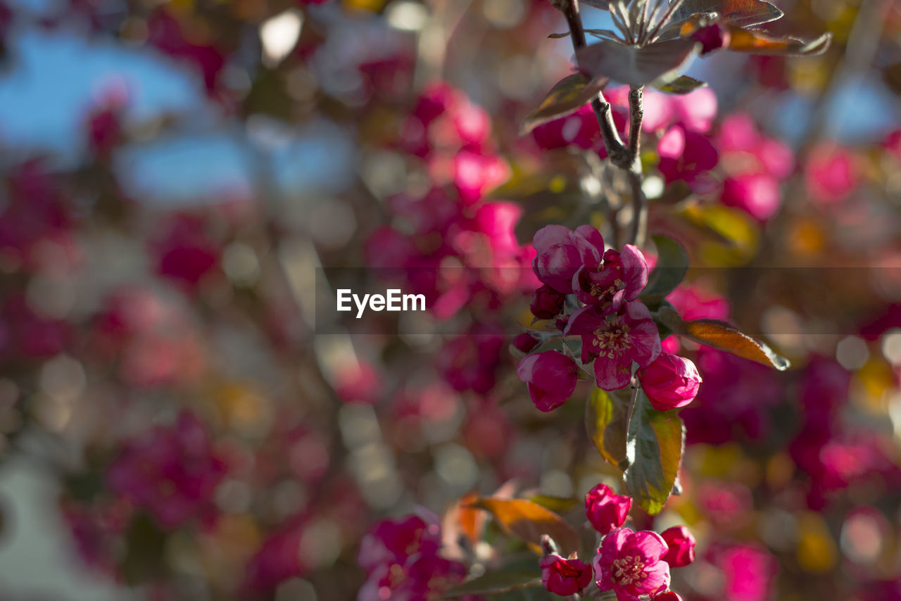 CLOSE-UP OF FRESH PINK FLOWERS BLOOMING IN TREE