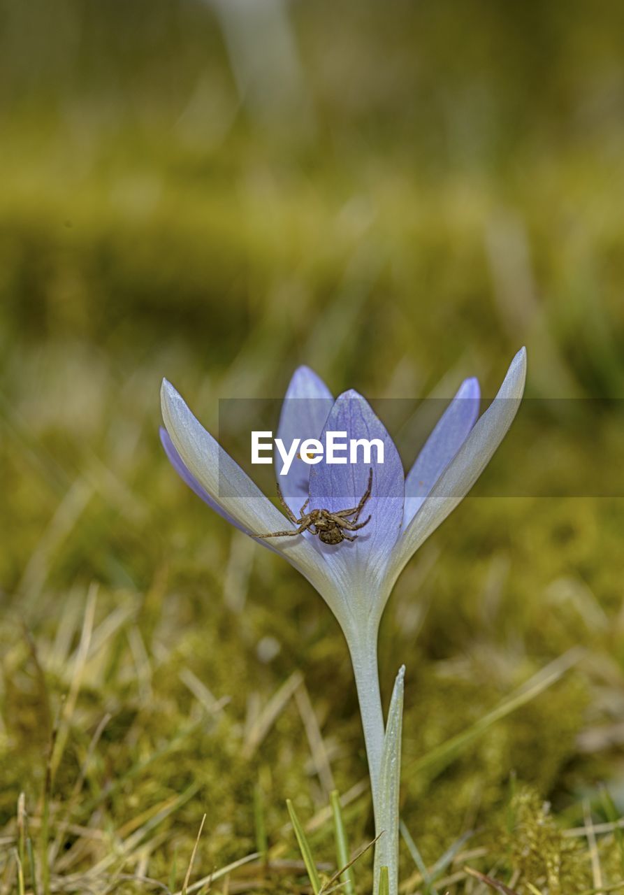 CLOSE-UP OF CROCUS FLOWER