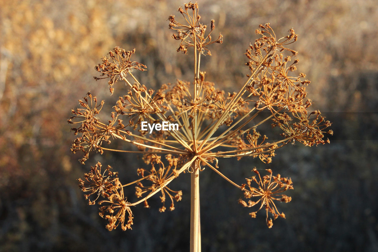 Close-up of dried flowers on field