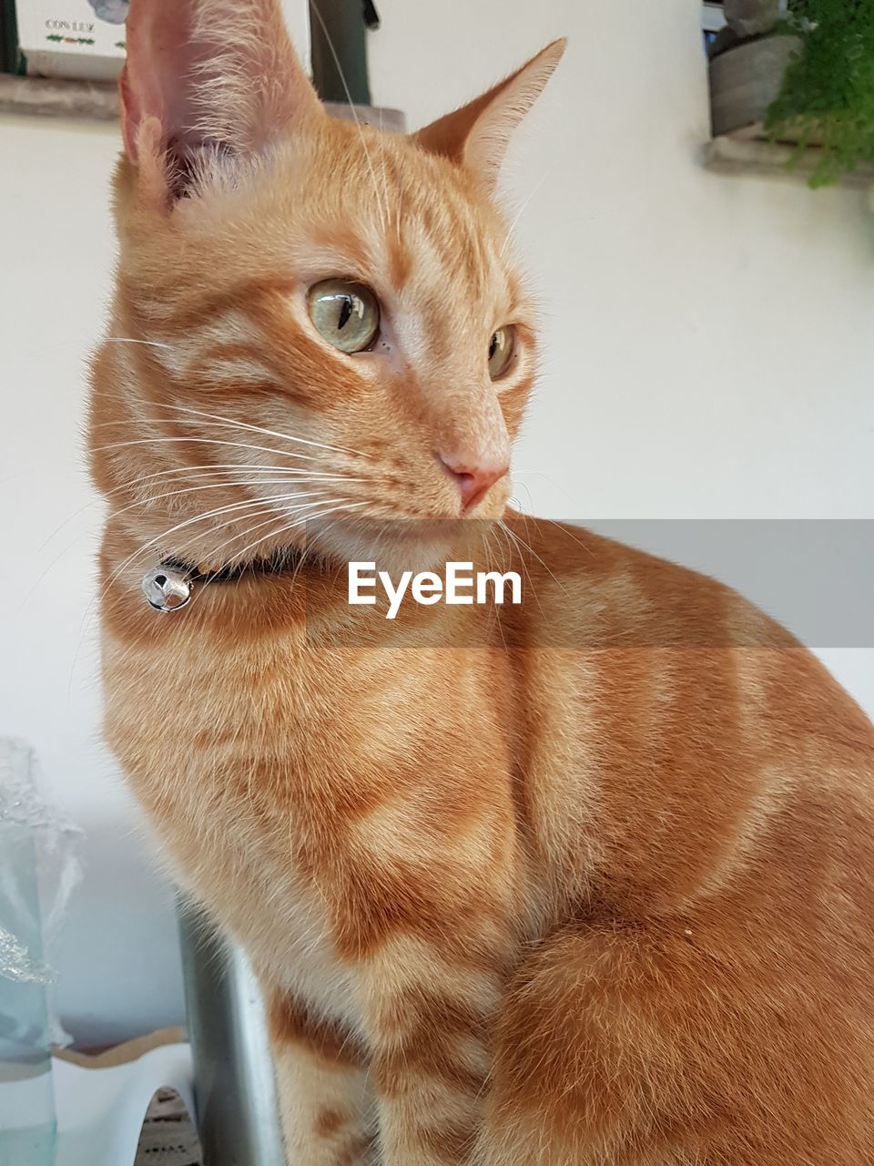 CLOSE-UP OF GINGER CAT IN PEN