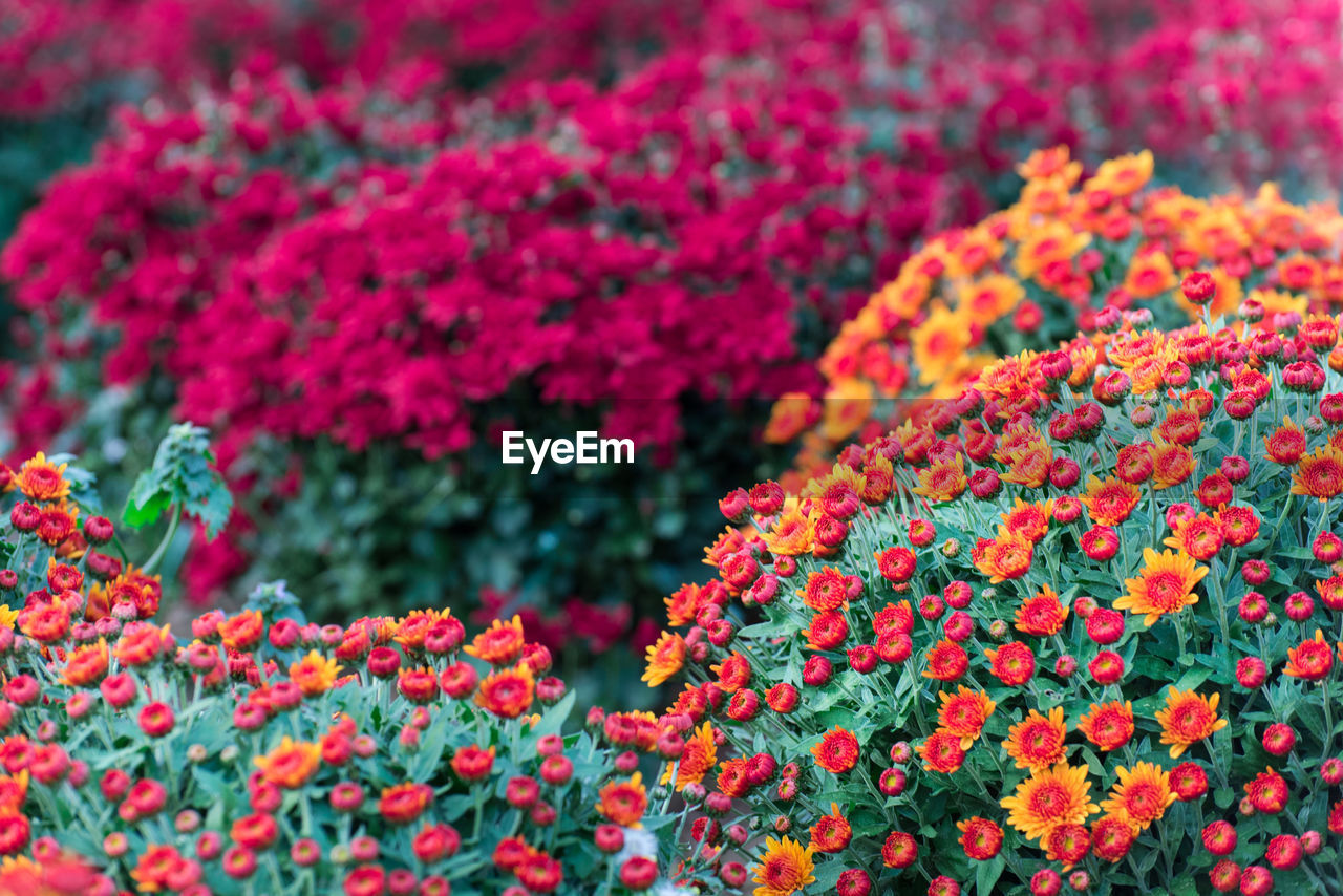 Close-up of pink flowering plants