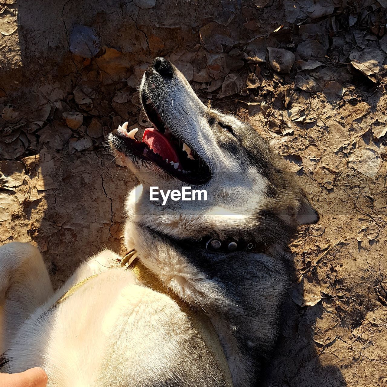 CLOSE-UP OF DOG WITH MOUTH OPEN