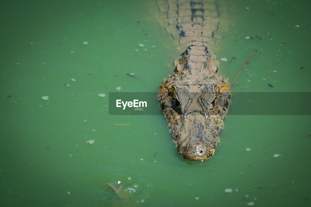 High angle view of caiman in pond