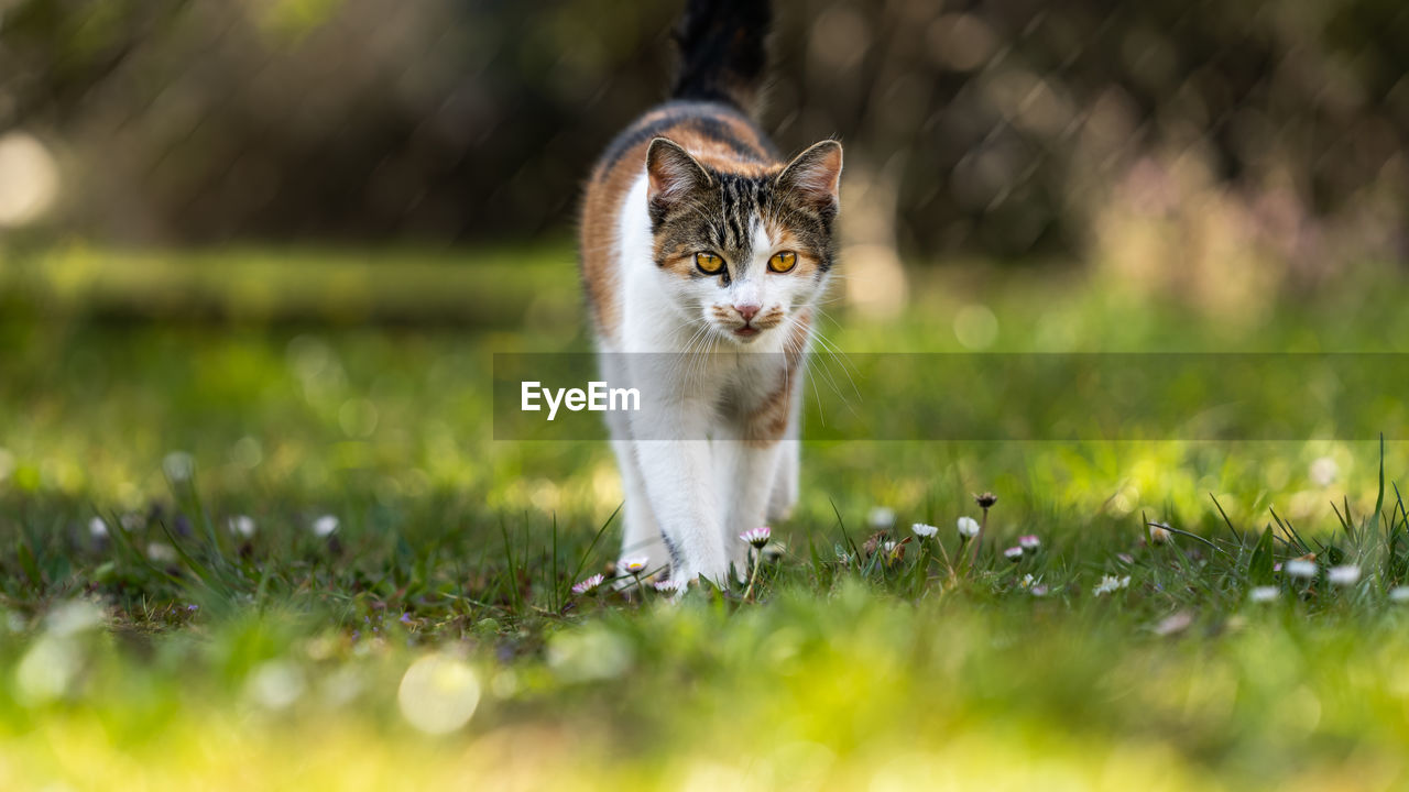 Portrait of a cat on field