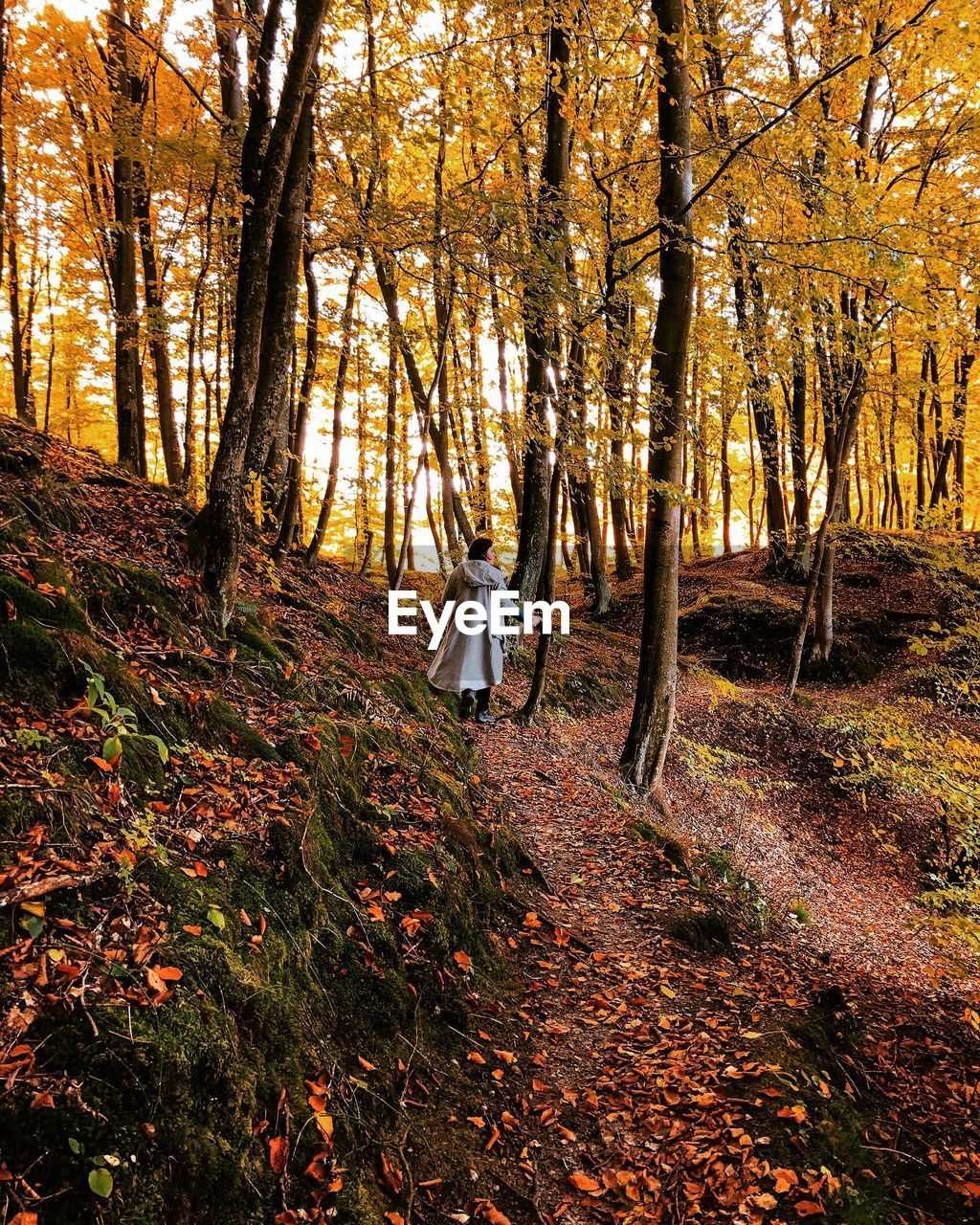 Rear view of woman standing by trees in forest during autumn