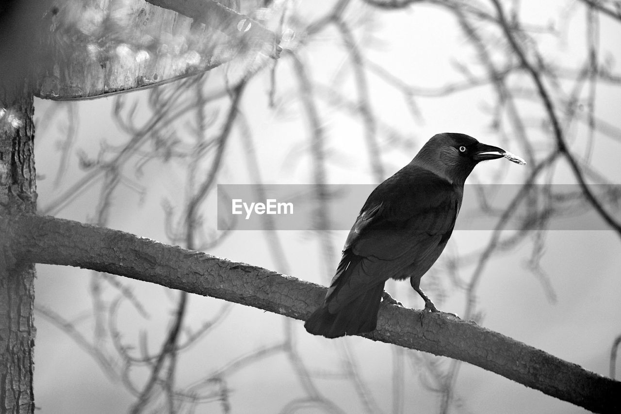 bird, animal themes, animal, animal wildlife, wildlife, tree, black and white, branch, perching, monochrome, one animal, black, monochrome photography, plant, nature, no people, winter, beak, outdoors, focus on foreground, bare tree, crow, beauty in nature, raven, day
