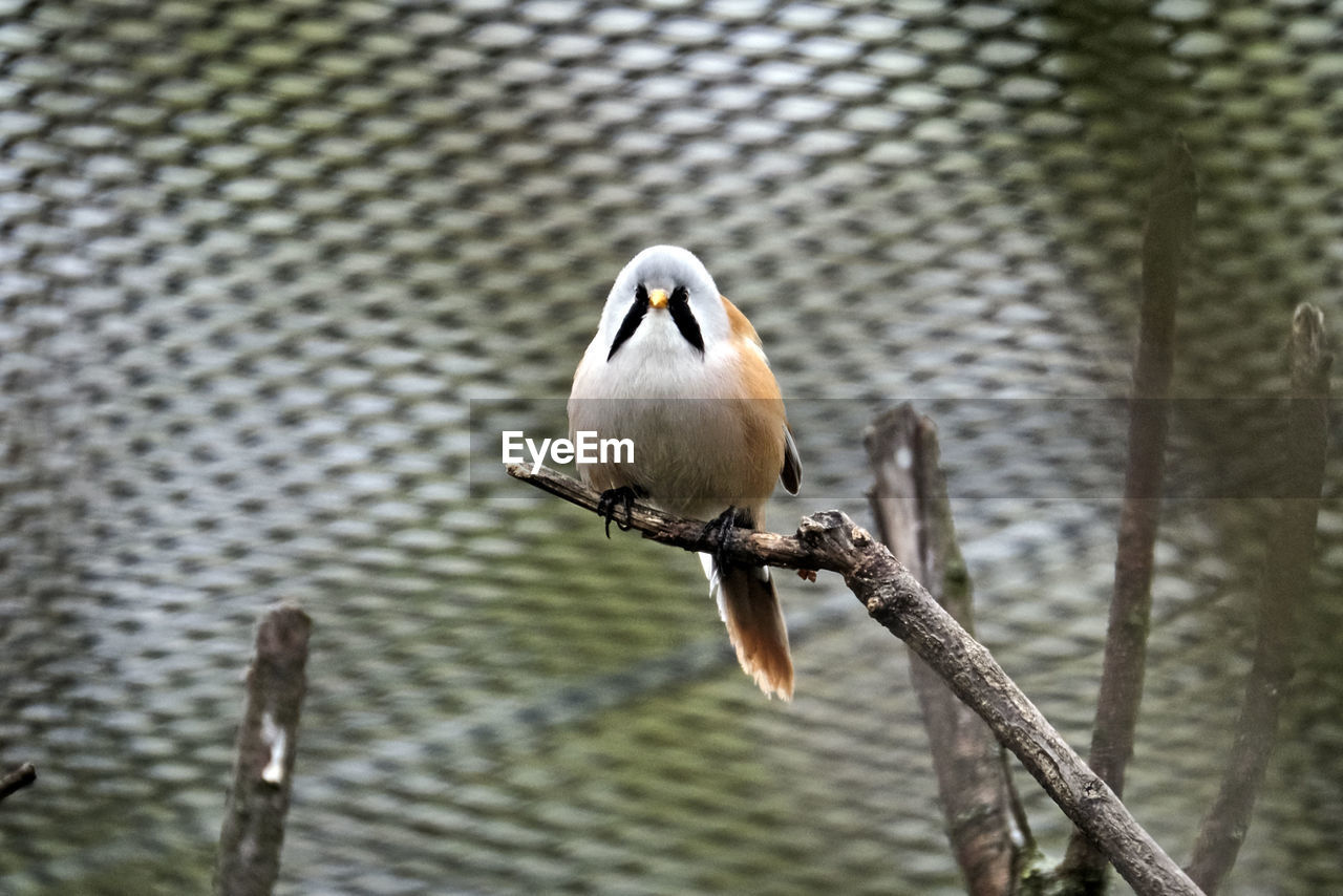 CLOSE-UP OF A BIRD PERCHING ON A TREE