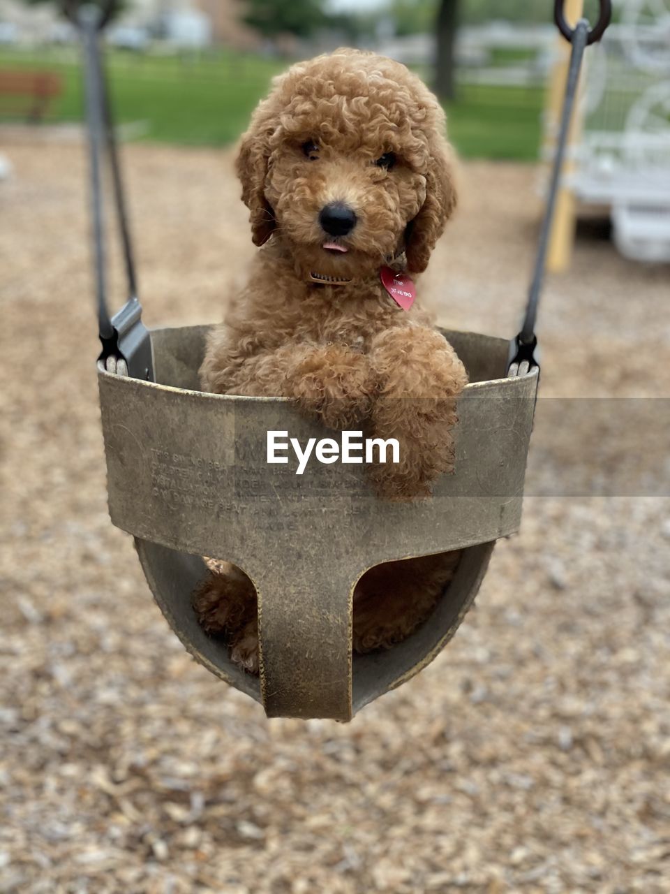 Close-up of dog sitting outdoors