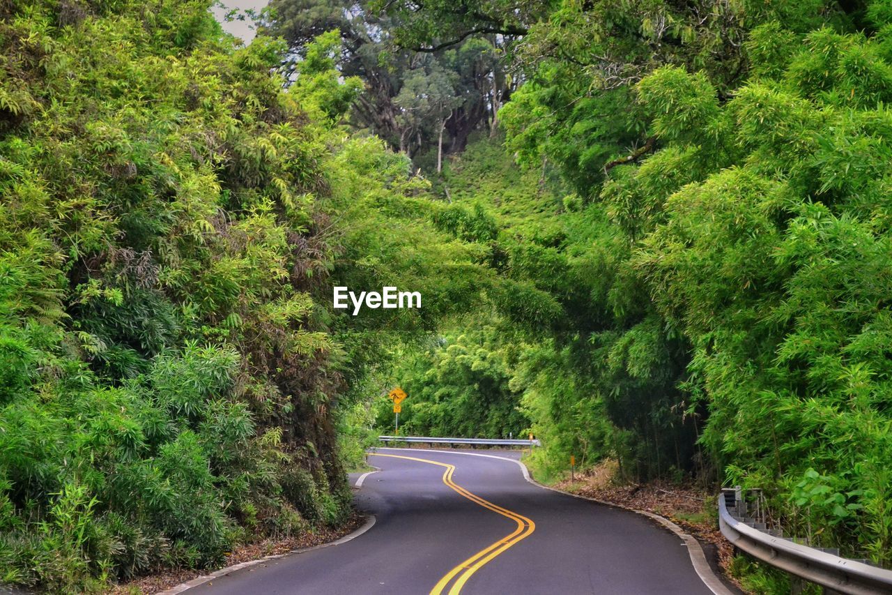 Road amidst trees and plants