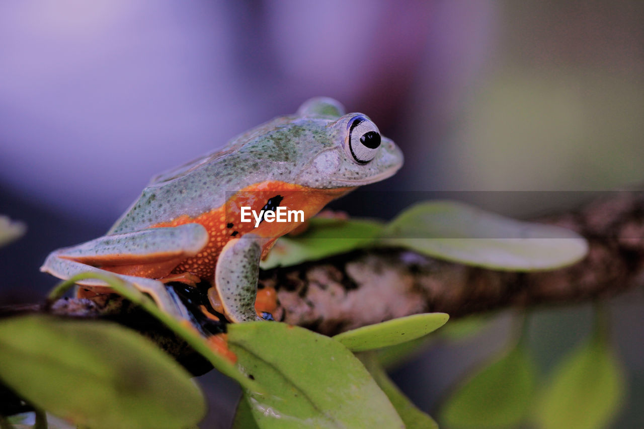 Close-up of a frog on leaf