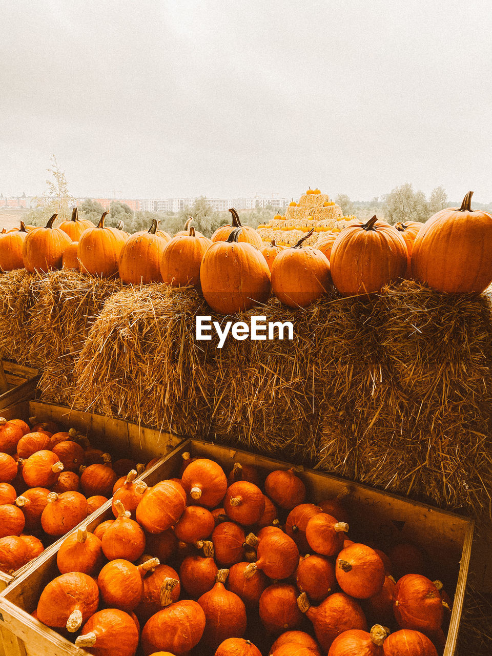 PUMPKINS IN FIELD