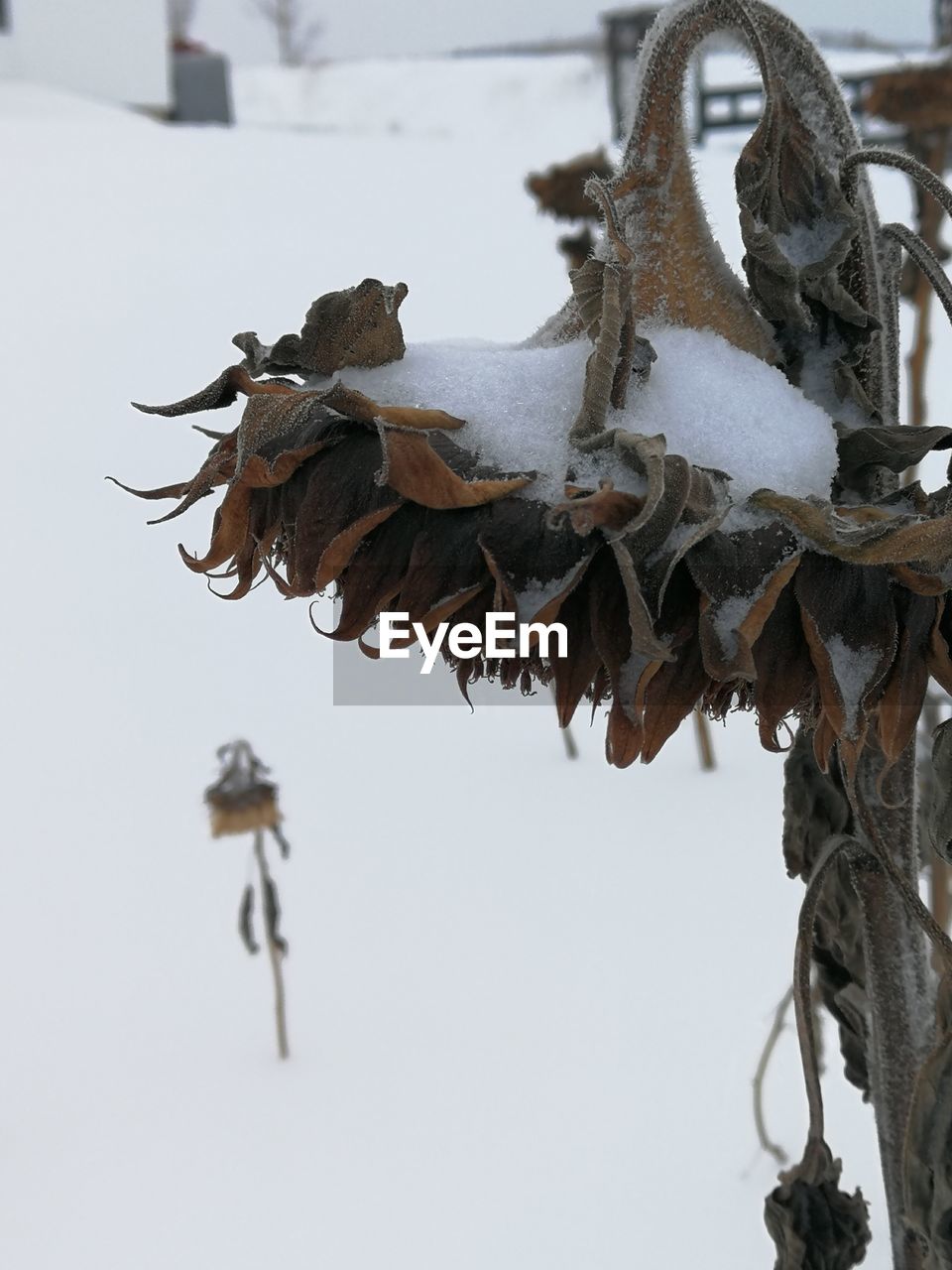 LOW ANGLE VIEW OF FROZEN PLANT