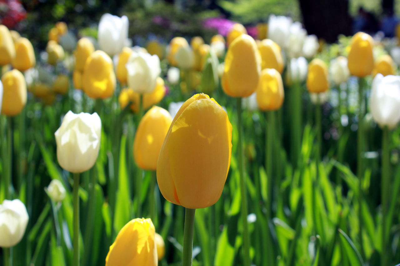 Close-up of tulips blooming in field