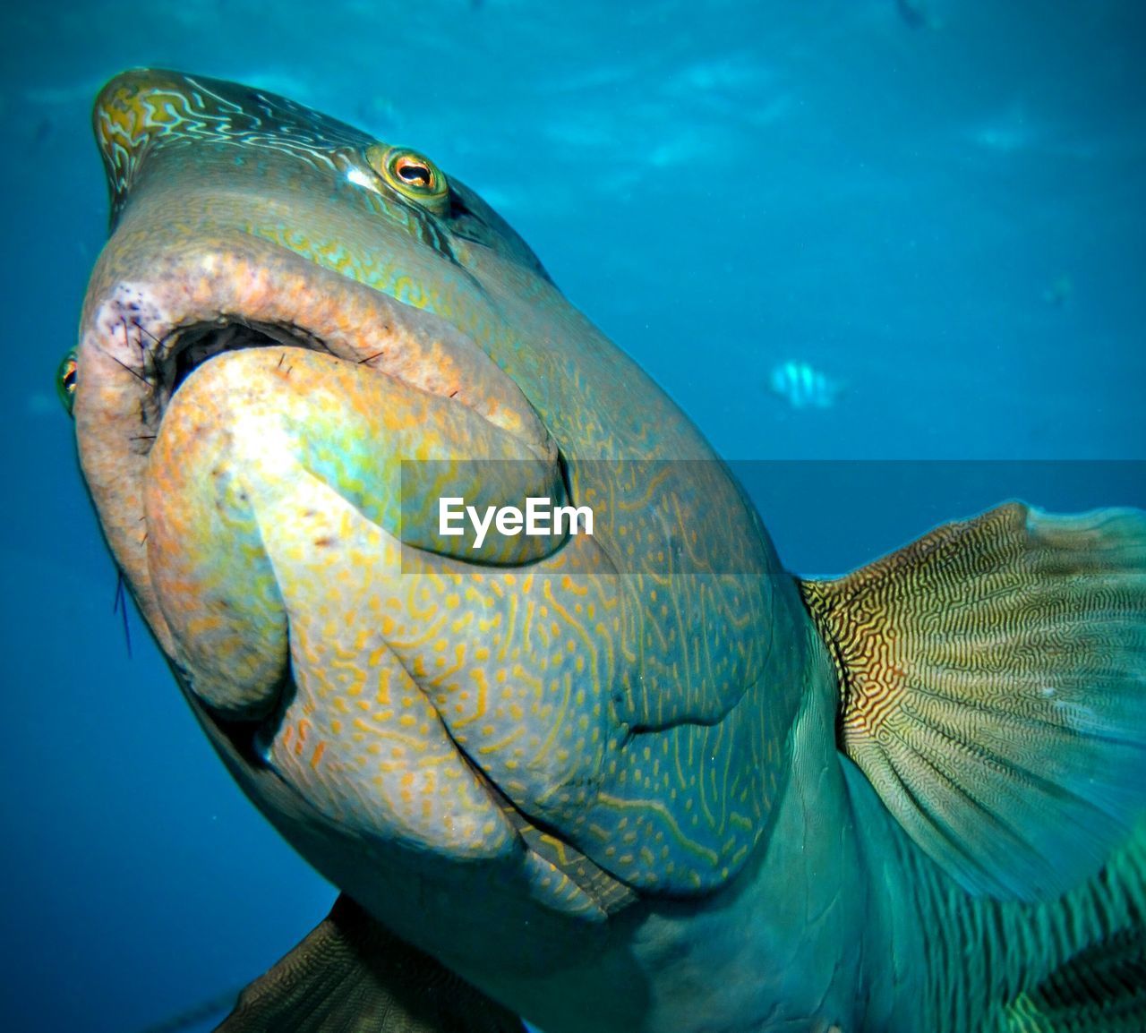 Close-up of fish swimming in sea