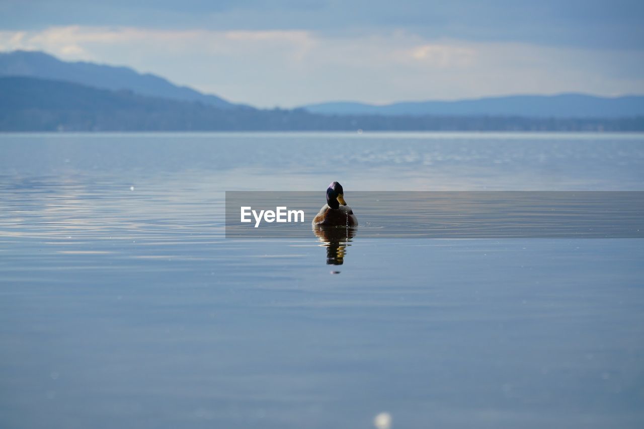 Duck swimming in lake against sky