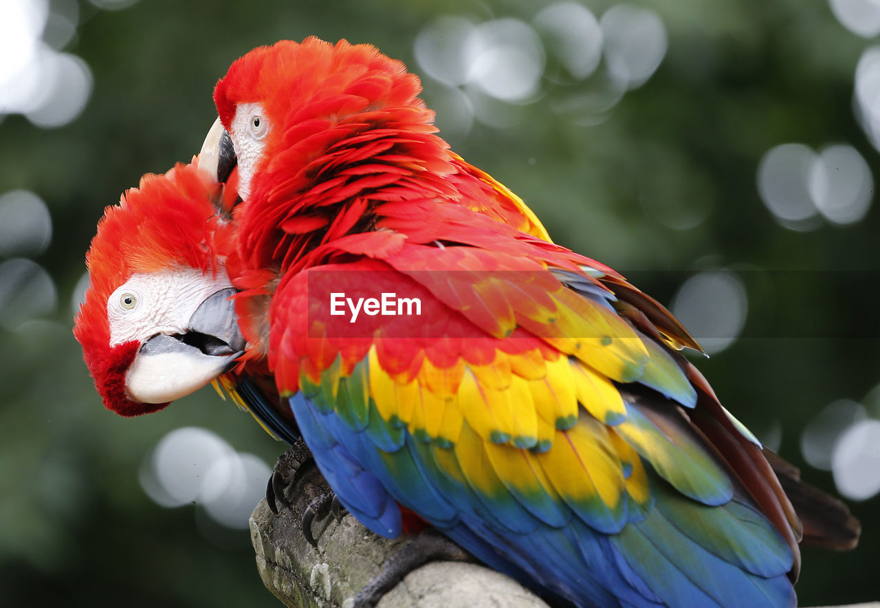 Close-up of scarlet macaws on branch