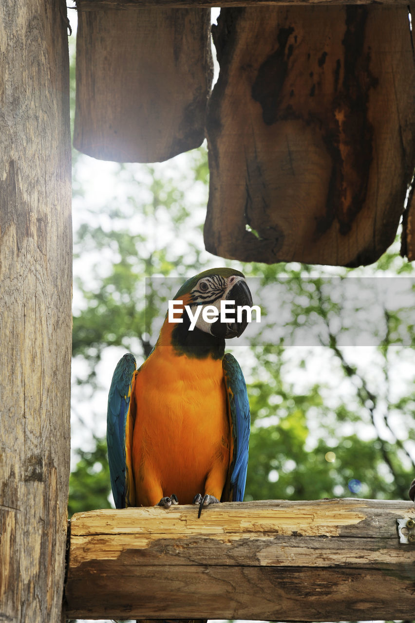 CLOSE-UP OF A PARROT PERCHING ON WOODEN POST