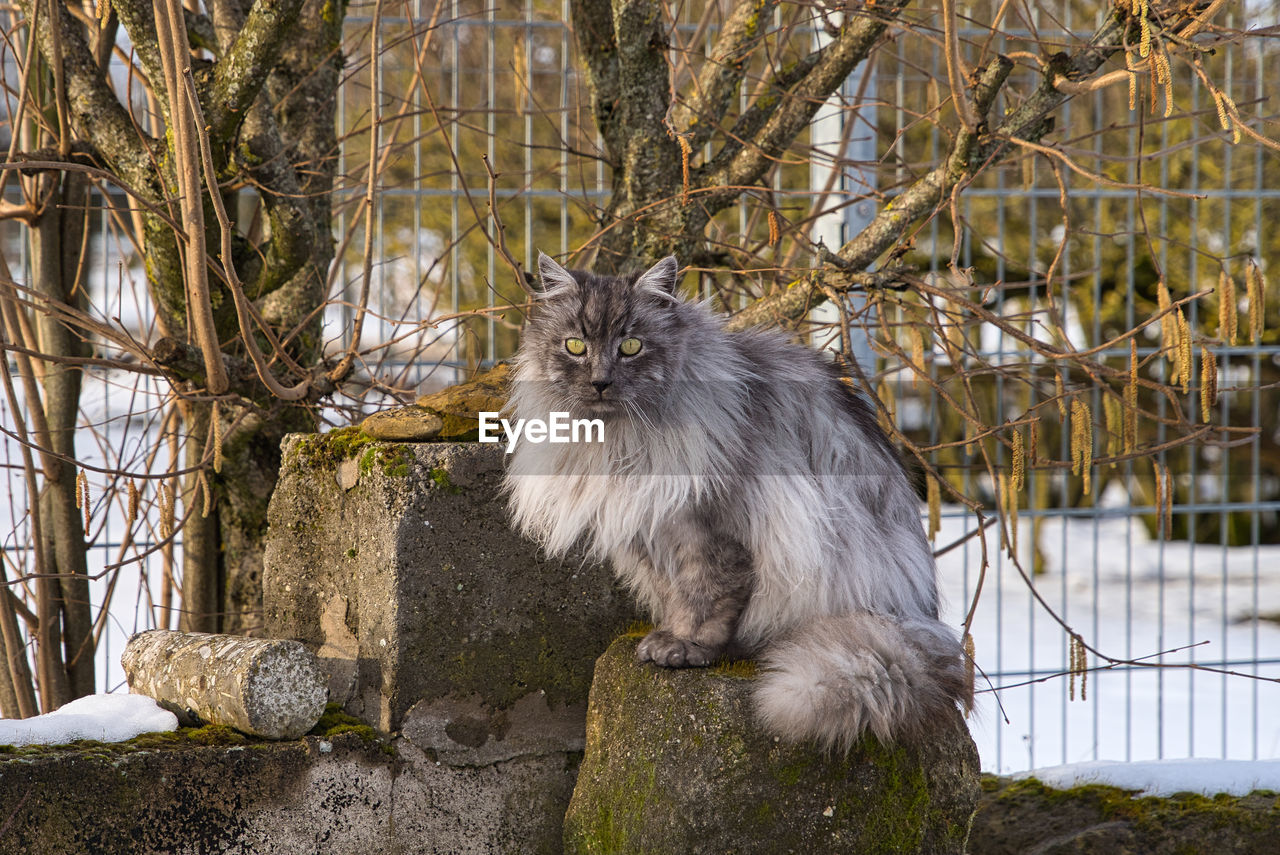 PORTRAIT OF CAT SITTING ON FENCE AGAINST TREES