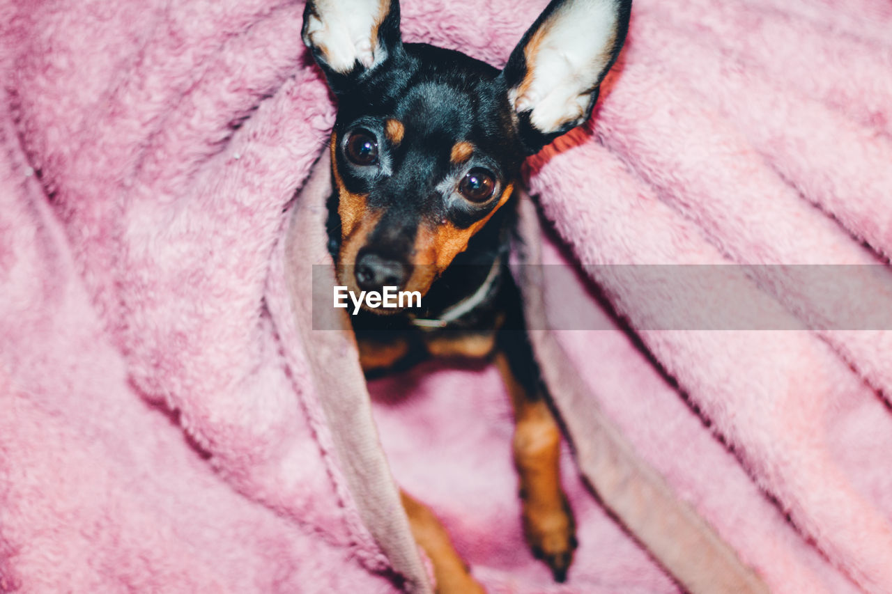 Close-up portrait of dog lying on pink blanket