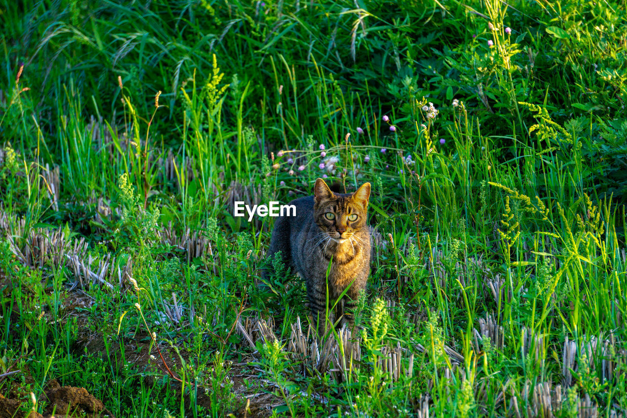 PORTRAIT OF A BLACK CAT ON LAND