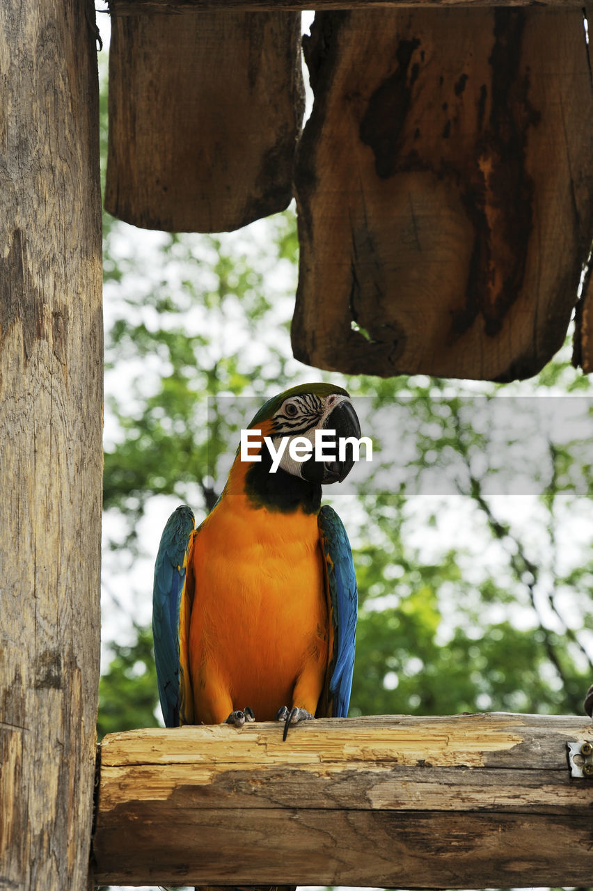 BIRD PERCHING ON WOODEN POST