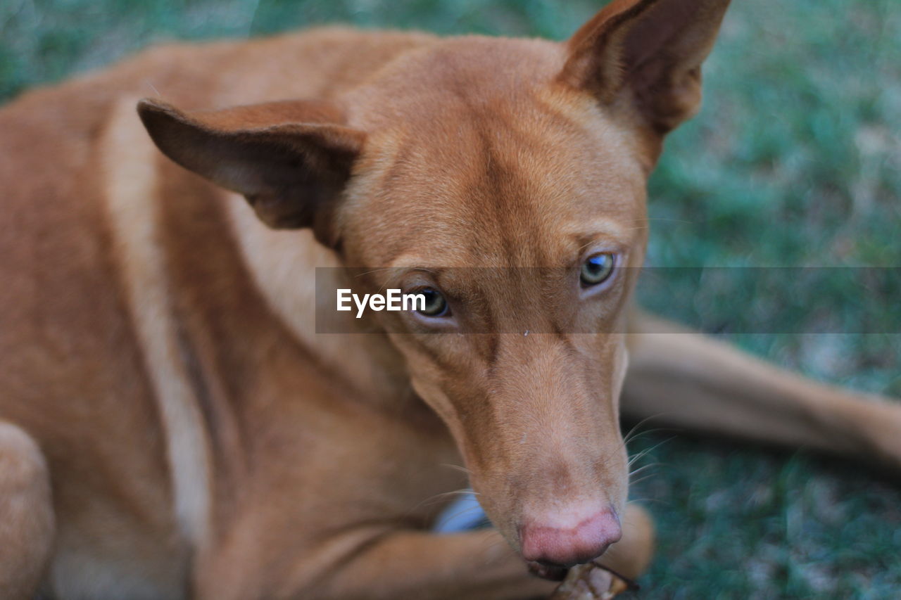 CLOSE-UP PORTRAIT OF DOG WITH MOUTH OPEN