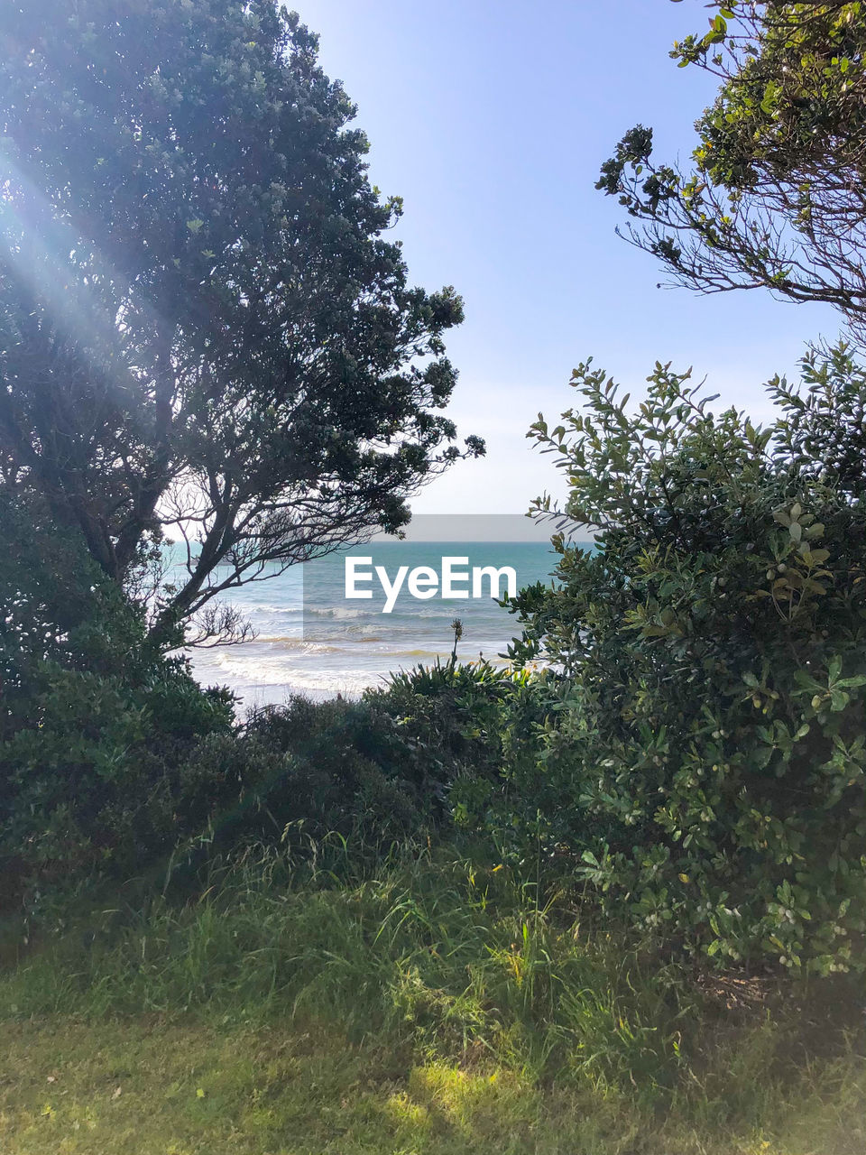 TREES AND SEA AGAINST SKY