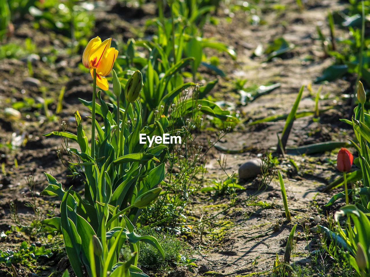 Close-up of crocus blooming on field