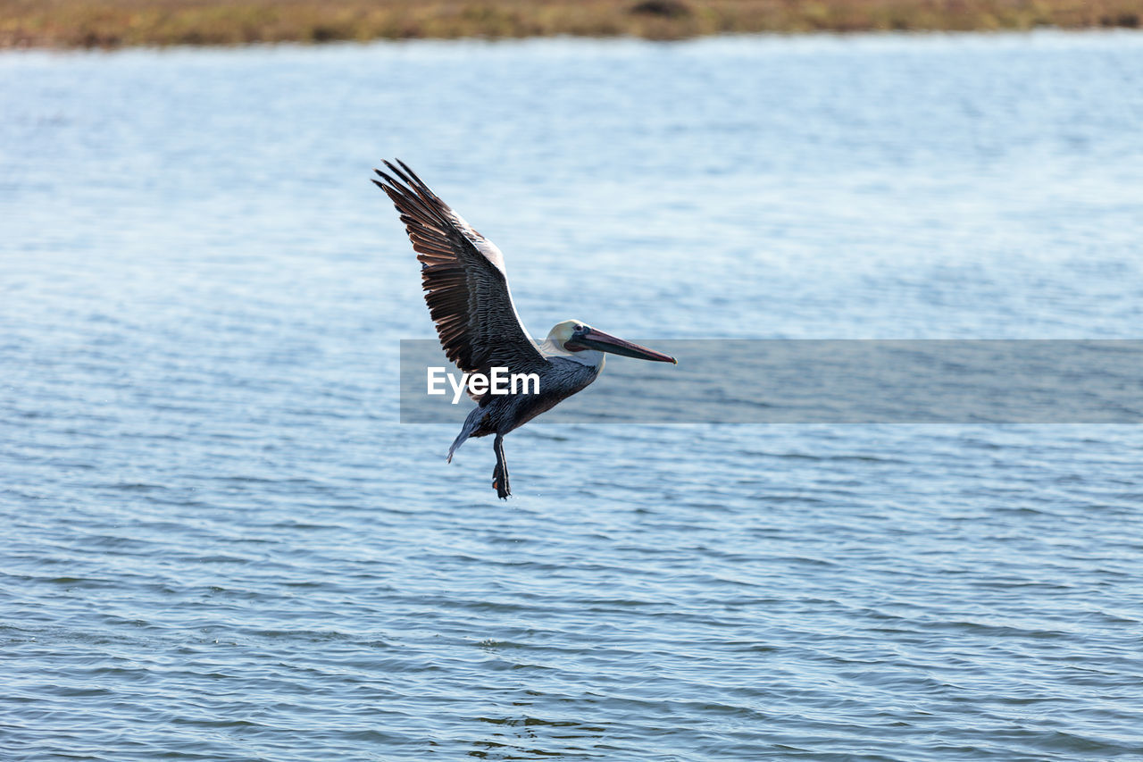 Bird flying over lake