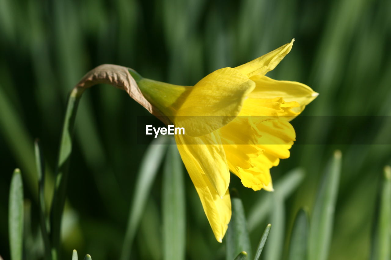 Close-up of yellow daffodil blooming outdoors
